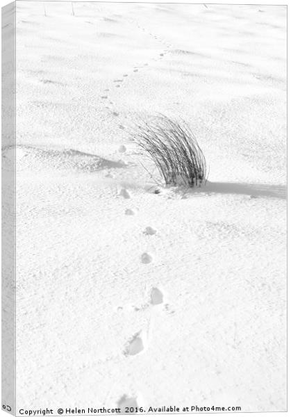 Footprints in the Snow iii Canvas Print by Helen Northcott