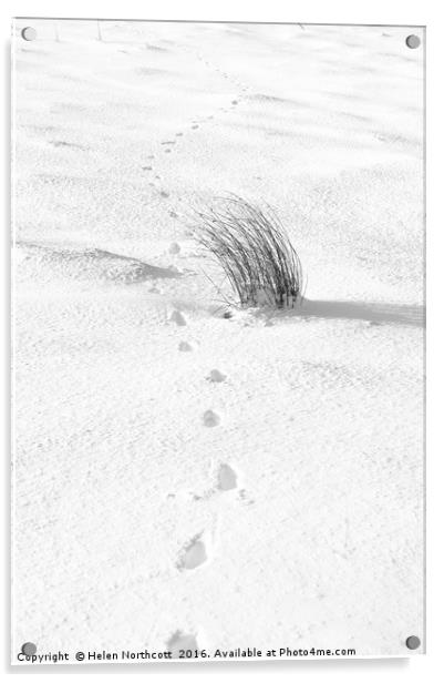 Footprints in the Snow iii Acrylic by Helen Northcott