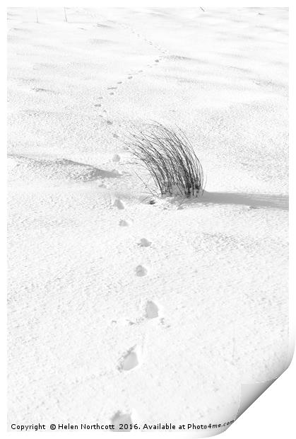 Footprints in the Snow iii Print by Helen Northcott