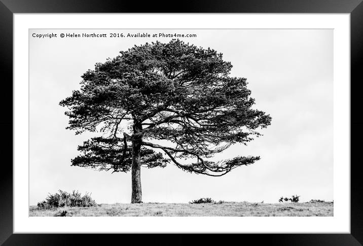 Lone Tree Framed Mounted Print by Helen Northcott