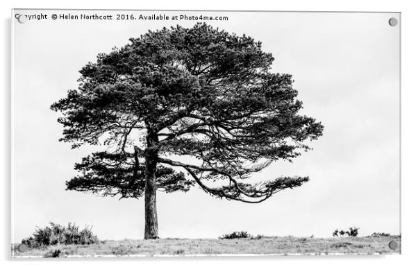 Lone Tree Acrylic by Helen Northcott