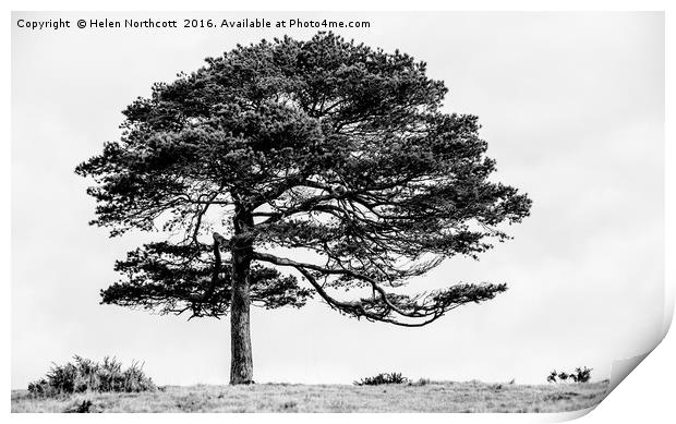 Lone Tree Print by Helen Northcott