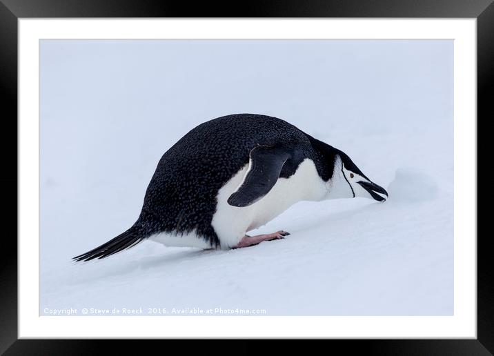 Who Left This Here? Chinstrap Penguin With Snowbal Framed Mounted Print by Steve de Roeck