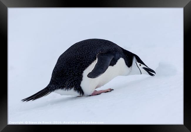 Who Left This Here? Chinstrap Penguin With Snowbal Framed Print by Steve de Roeck