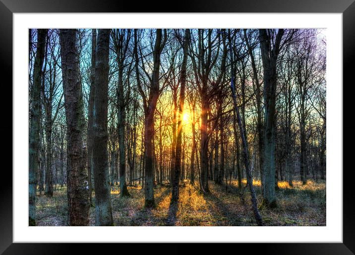 Early Morning Forest Framed Mounted Print by David Pyatt