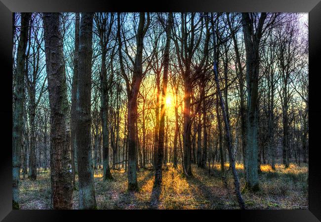 Early Morning Forest Framed Print by David Pyatt