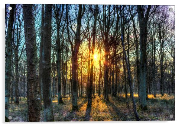 Early Morning Forest Acrylic by David Pyatt