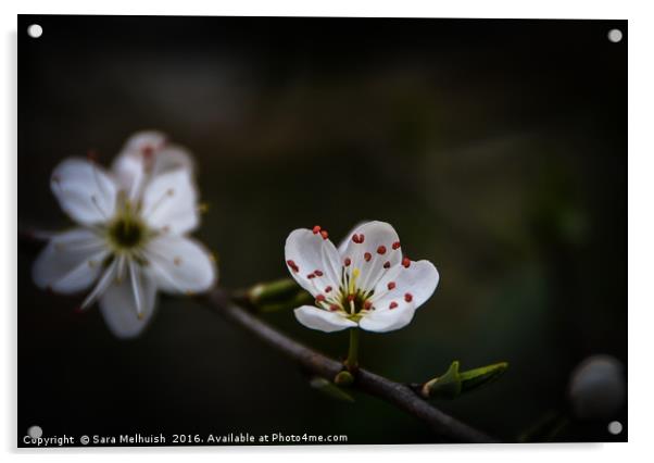 buddin spring blossom Acrylic by Sara Melhuish