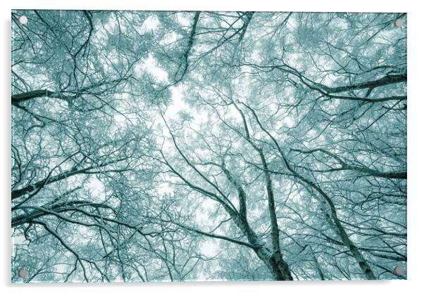 Snowy Birch trees Acrylic by Andrew Kearton