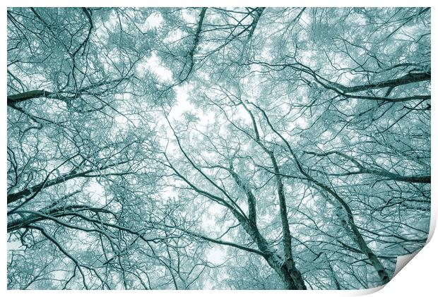 Snowy Birch trees Print by Andrew Kearton
