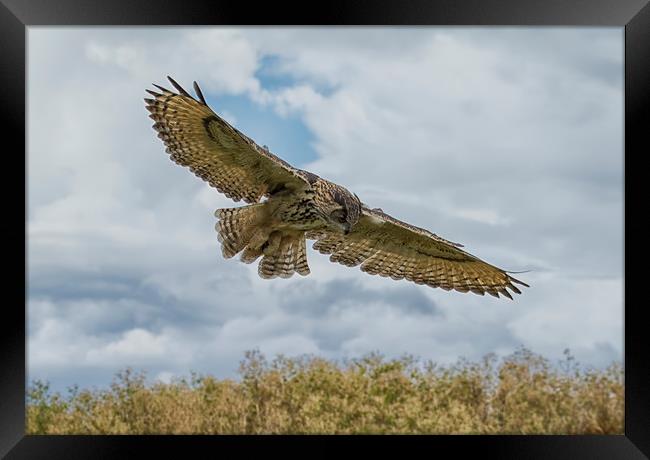 Eagle owl hunting Framed Print by Val Saxby LRPS