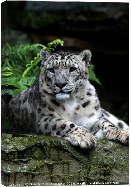 Snow Leopard Canvas Print by GLW & EJ Photography