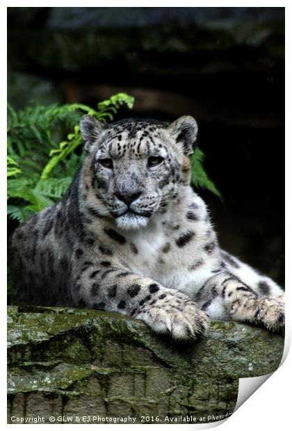 Snow Leopard Print by GLW & EJ Photography