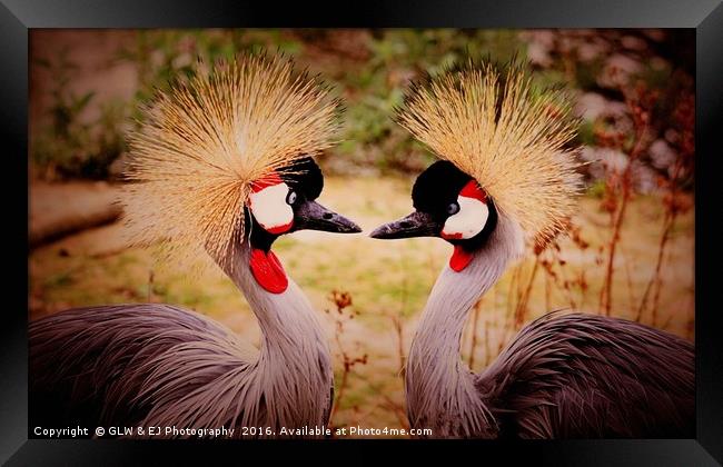 Cranes In Love Framed Print by GLW & EJ Photography