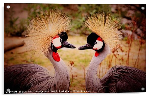 Cranes In Love Acrylic by GLW & EJ Photography