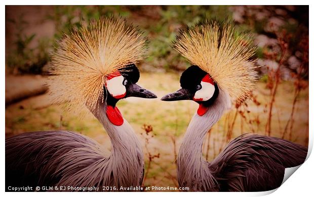 Cranes In Love Print by GLW & EJ Photography