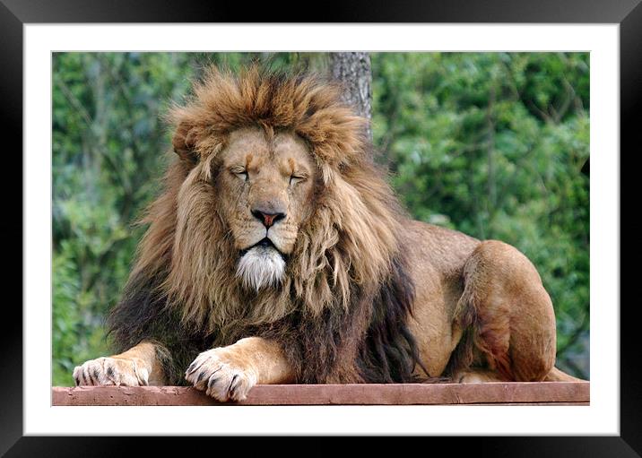 Male Lion with eyes closed Framed Mounted Print by Simon Marshall