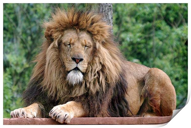 Male Lion with eyes closed Print by Simon Marshall