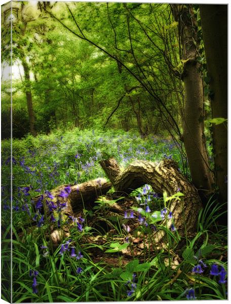 Bluebell Glade Canvas Print by Simon Gladwin