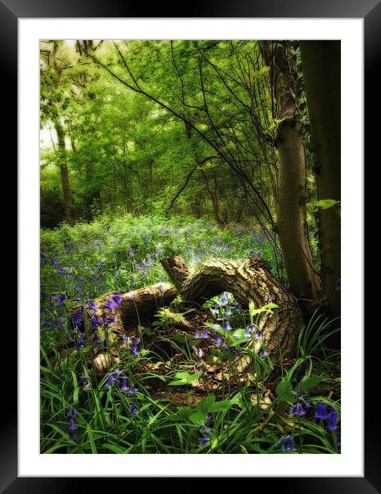 Bluebell Glade Framed Mounted Print by Simon Gladwin