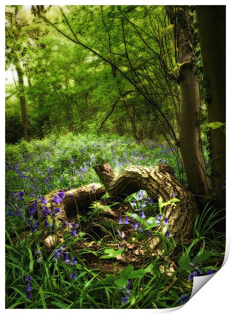 Bluebell Glade Print by Simon Gladwin