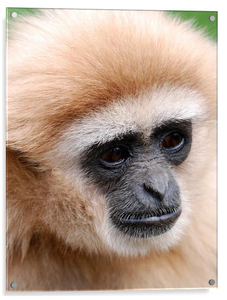Portrait of Gibbon Acrylic by Simon Marshall