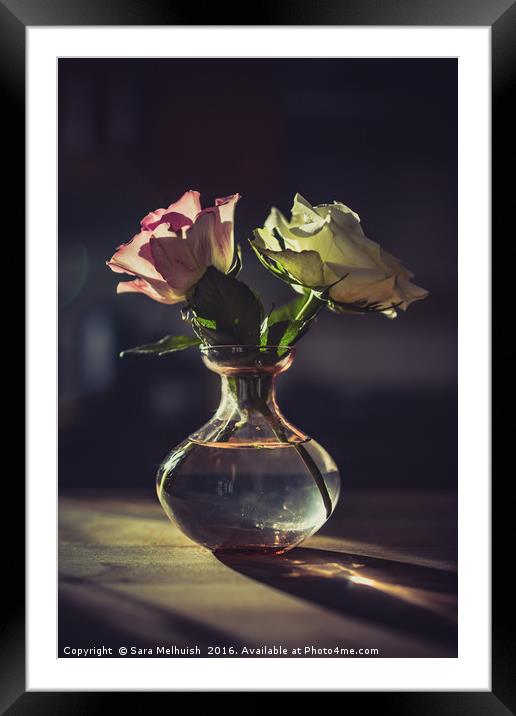 Still Life Roses Framed Mounted Print by Sara Melhuish