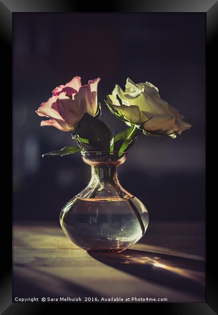 Still Life Roses Framed Print by Sara Melhuish