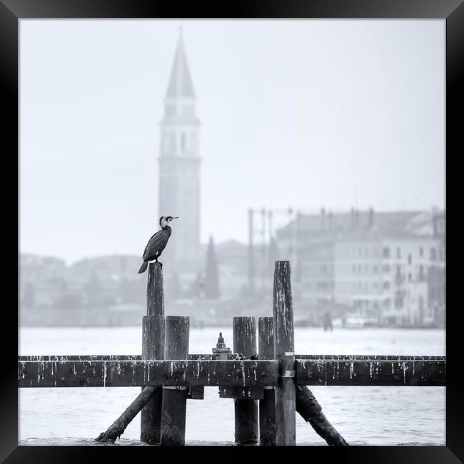 Cormorant A Venezia Framed Print by Andy Walker