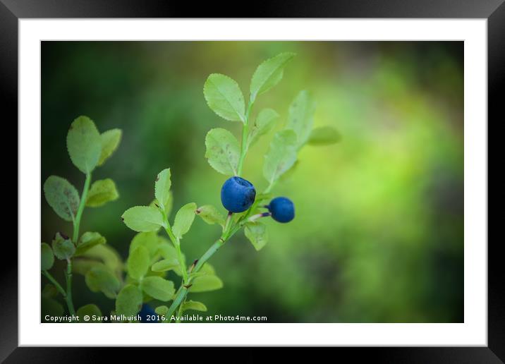 Blue antioxidants Framed Mounted Print by Sara Melhuish