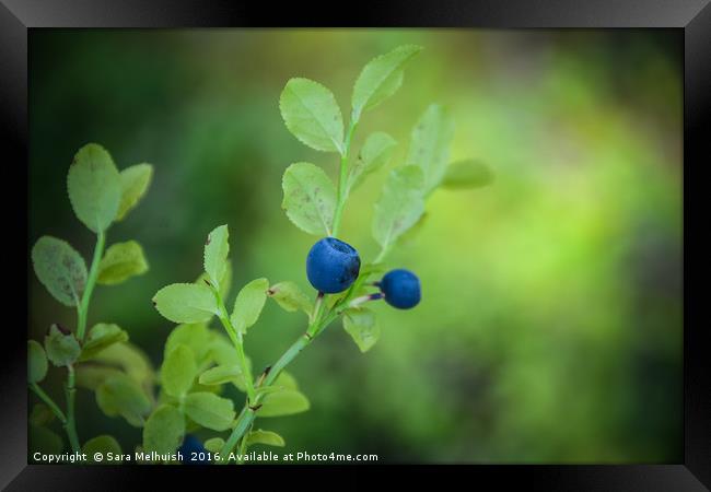 Blue antioxidants Framed Print by Sara Melhuish
