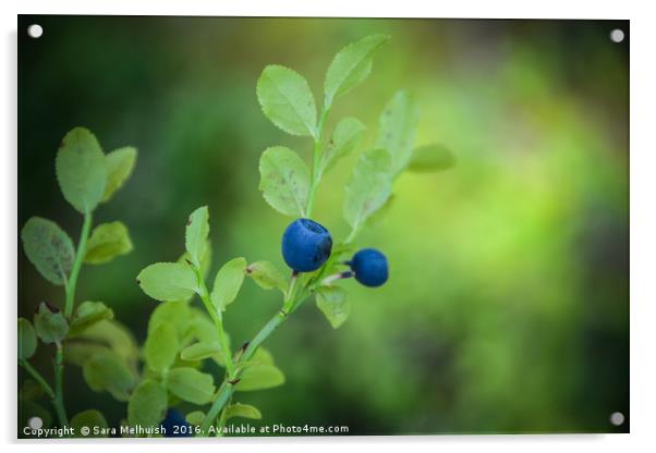 Blue antioxidants Acrylic by Sara Melhuish