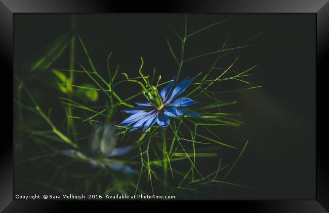 Blue is the magic colour Framed Print by Sara Melhuish