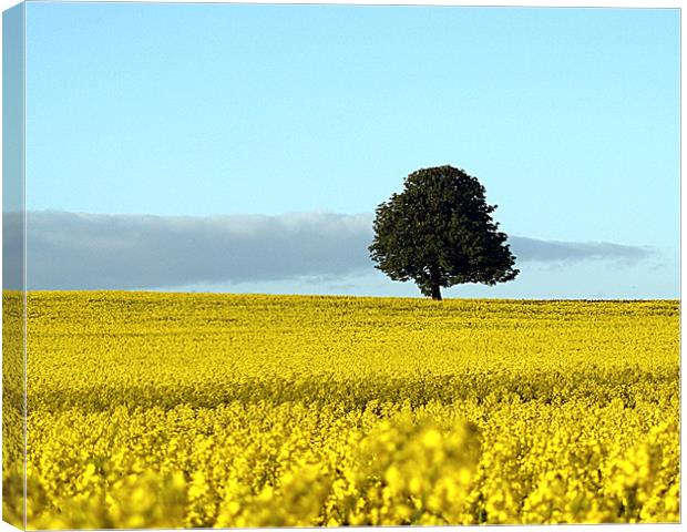 Fife's Golden Fields Of Rapeseed. Canvas Print by Aj’s Images