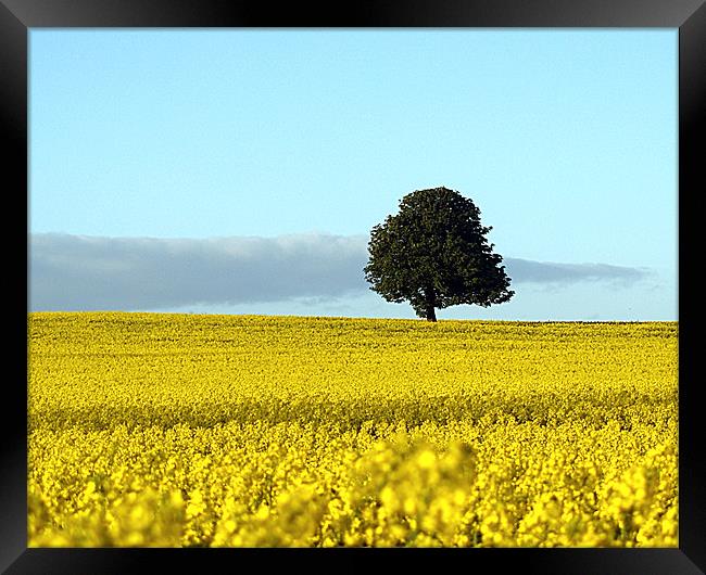 Fife's Golden Fields Of Rapeseed. Framed Print by Aj’s Images