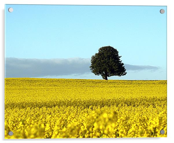 Fife's Golden Fields Of Rapeseed. Acrylic by Aj’s Images