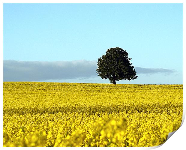 Fife's Golden Fields Of Rapeseed. Print by Aj’s Images