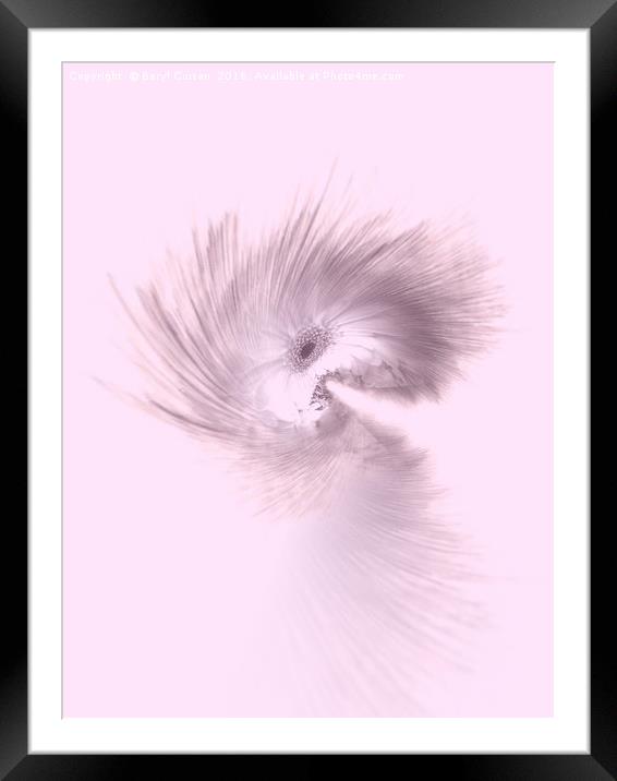 Delicate Pink Daisy Feathers Framed Mounted Print by Beryl Curran