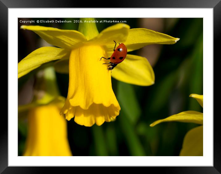 7 spot Ladybird on Daffodil "Tete a tete". Framed Mounted Print by Elizabeth Debenham