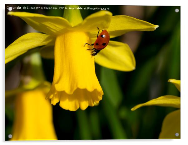 7 spot Ladybird on Daffodil "Tete a tete". Acrylic by Elizabeth Debenham