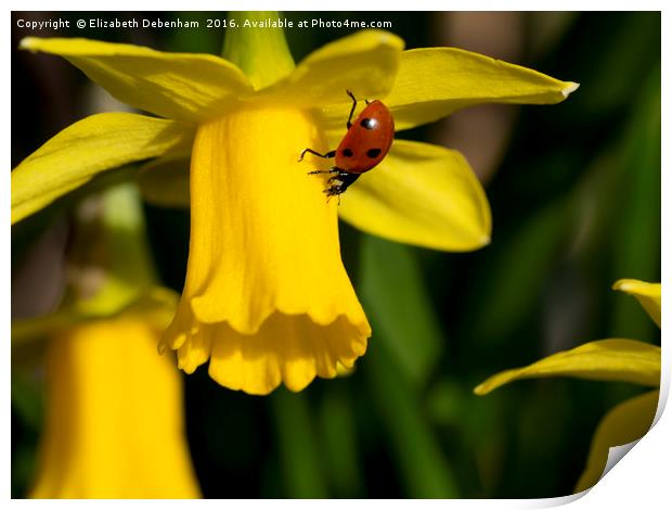 7 spot Ladybird on Daffodil "Tete a tete". Print by Elizabeth Debenham