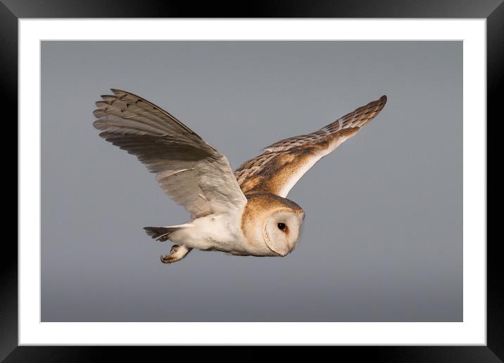 Barn Owl in Flight Framed Mounted Print by Ian Hufton