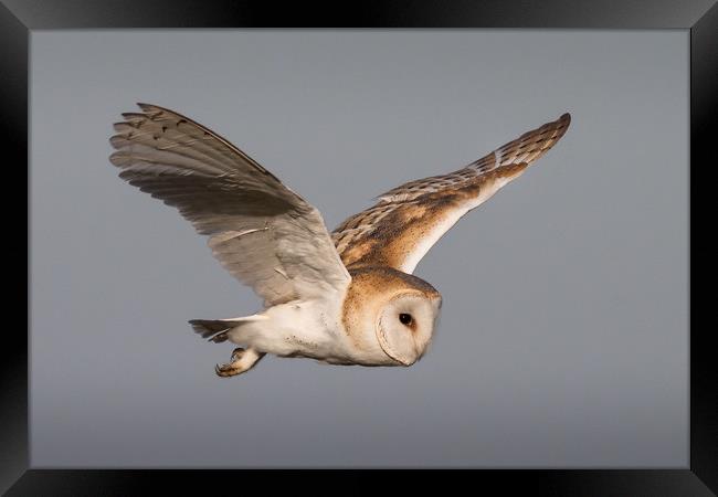 Barn Owl in Flight Framed Print by Ian Hufton