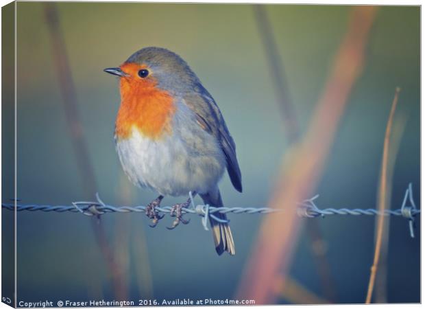 Robin on the Wire Canvas Print by Fraser Hetherington