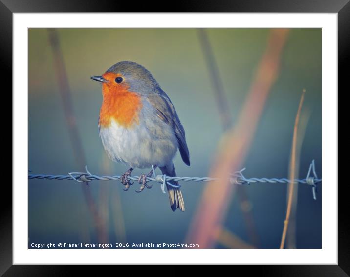 Robin on the Wire Framed Mounted Print by Fraser Hetherington