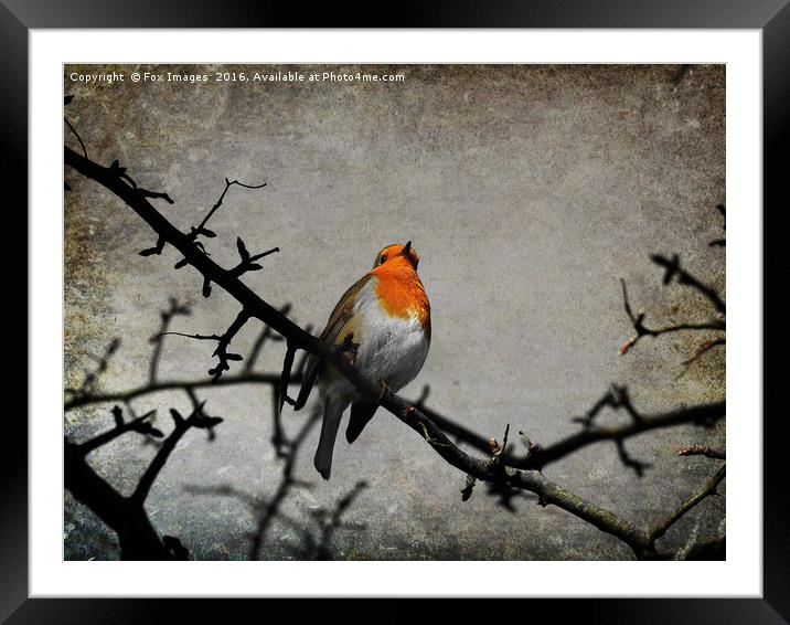 Robin bird Framed Mounted Print by Derrick Fox Lomax