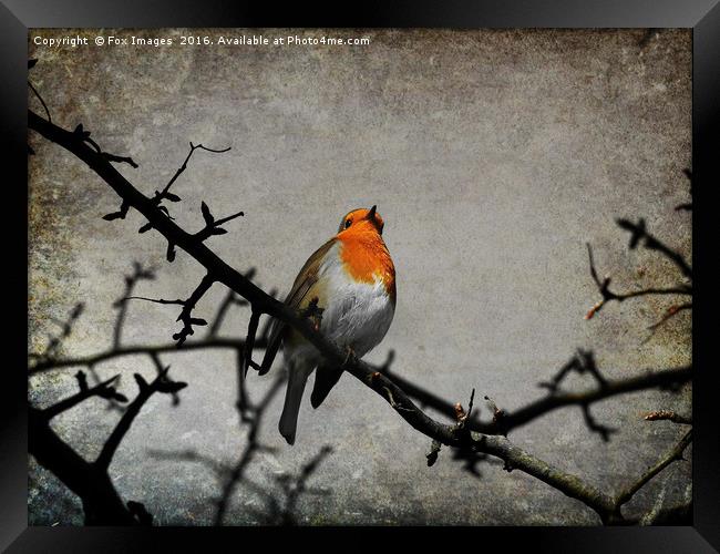 Robin bird Framed Print by Derrick Fox Lomax