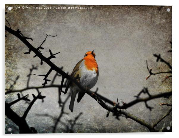 Robin bird Acrylic by Derrick Fox Lomax