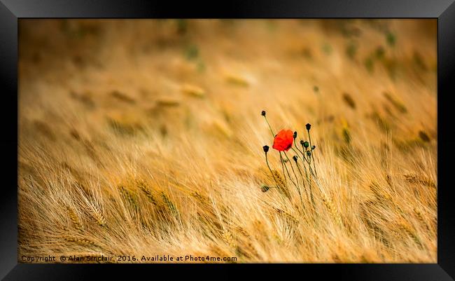 Poppies and Barley Framed Print by Alan Sinclair