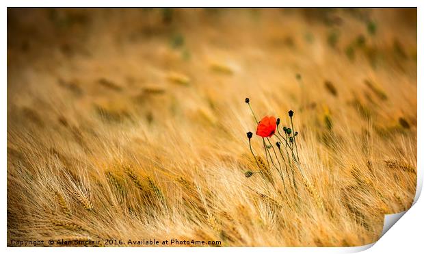 Poppies and Barley Print by Alan Sinclair